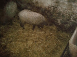 mangalice krmníky – fotka 2
