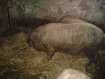mangalice krmníky – fotka 3